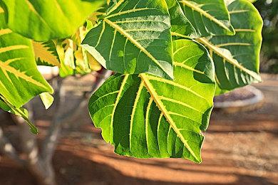 《消逝的光芒2》DLC“血腥纽带”延期至11月发布